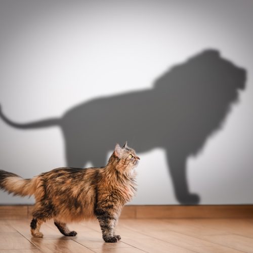 coaching Mindset avec coach certifiée